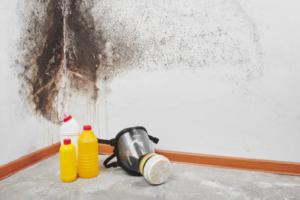 Best Fast Mold Removal  in Maypearl, TX