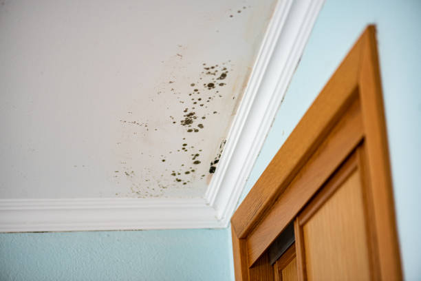 Best Residential Mold Removal  in Maypearl, TX