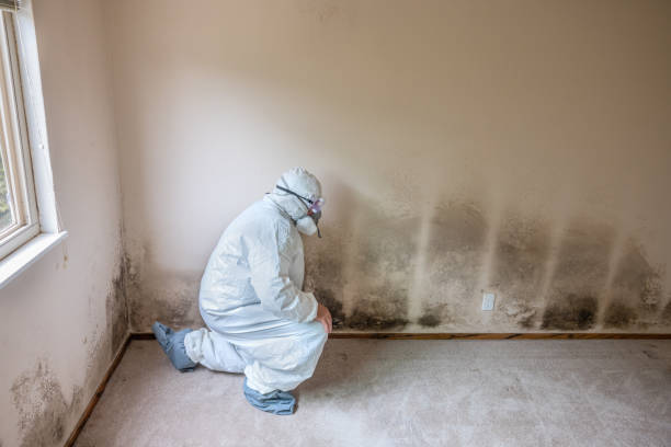 Attic Mold Removal in Maypearl, TX