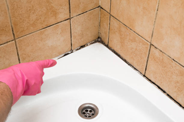 Best Mold Remediation  in Maypearl, TX